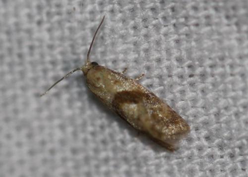 Réf. 328 122 : Cochylidia sp.